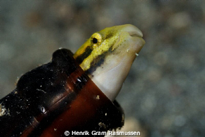Geeny in a bottle :) by Henrik Gram Rasmussen 